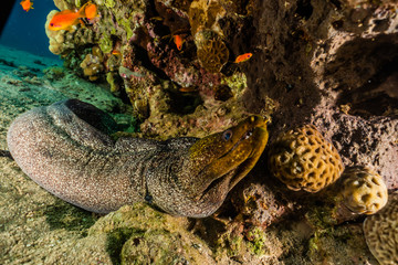 Moray eel Mooray lycodontis undulatus in the Red Sea, eilat israel