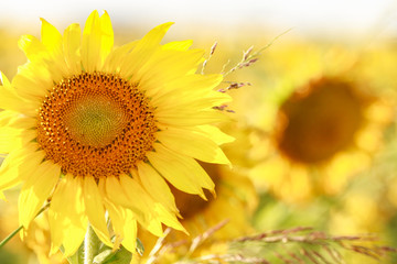 Obraz premium Girasoles