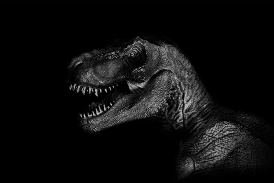 Tyrannosaurus Rex close up on dark background. - Image