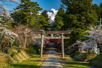  Cherry Blossoms of Aomori Prefecture