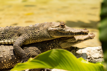 crocodile couple