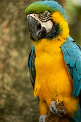 blue and yellow macaw