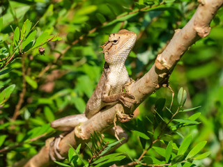 Changeable Lizard (Calotes versicolor). Wayaana, Kerala, India