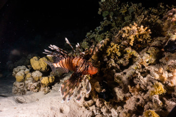 Naklejka na ściany i meble Lion fish in the Red Sea colorful fish, Eilat Israel