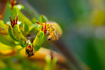 Bee on New Zealand flax flower close-up