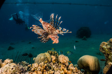 Lion fish in the Red Sea colorful fish, Eilat Israel