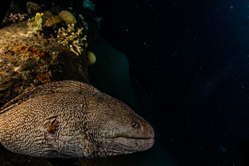 Moray eel Mooray lycodontis undulatus in the Red Sea, eilat israel