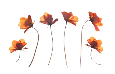  flat pressed dried flower isolated on white background © Odua Images