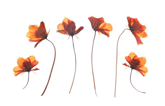Naklejki flat pressed dried flower isolated on white background