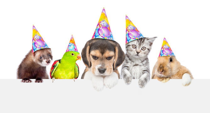 Large group of pets in birthday hats over empty white banner. isolated on white background. Empty space for text