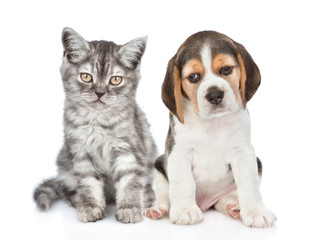Beagle puppy and tabby kitten sitting together. isolated on white background