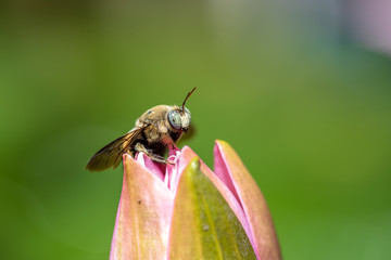 Asian bumblebee on a pink lotus flower in Ubud, Island Bali, Indonesia. Close up