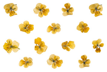 flat pressed dried flower pattern isolated on white background