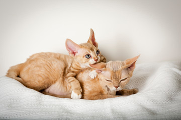 devon rex kitten biting mom
