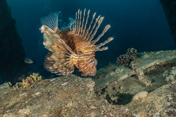 Fototapeta na wymiar Lion fish in the Red Sea colorful fish, Eilat Israel