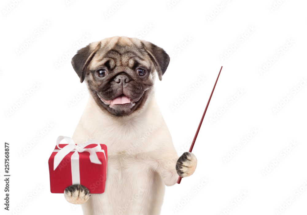 Poster Pug puppy with gift box pointing away on empty space. isolated on white background