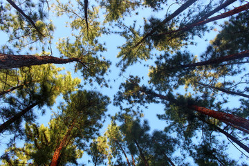 arboles en la Yeguada Panamá