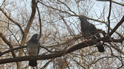 나무가지에 앉은 비둘기 한쌍