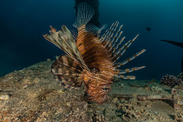 Lion fish in the Red Sea colorful fish, Eilat Israel