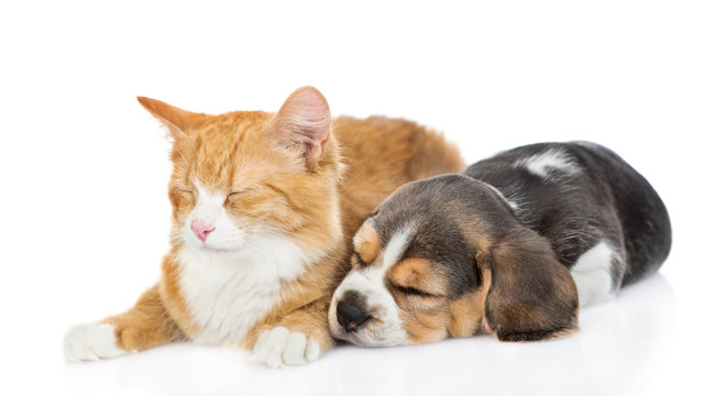 Beagle puppy sleeping with cat. isolated on white background