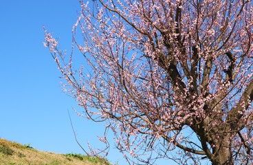 風景　梅の花　青空　春　杤木