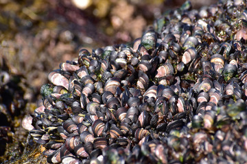 岩にびっしり生えるムラサキイガイ