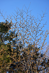 早春のマンサクの木