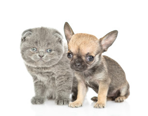 Newborn kitten and chihuahua puppy sitting together and looking at camera. Isolated on white background