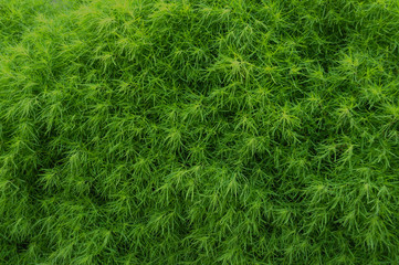 background of green grass