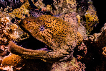 Moray eel Mooray lycodontis undulatus in the Red Sea, eilat israel