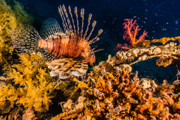 Lion fish in the Red Sea colorful fish, Eilat Israel