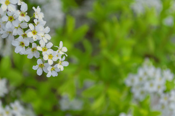 white flowers in garden