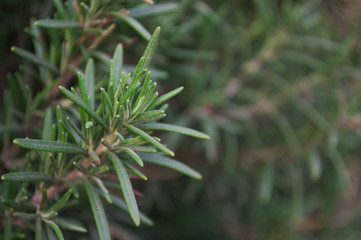 closeup of a plant