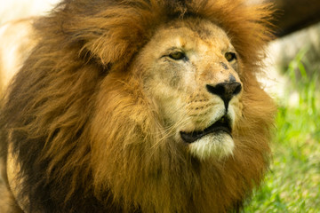 portrait of a lion