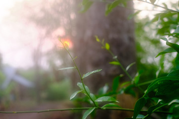 Melientha suavis Pierre on tree