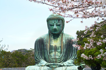 Daibutsu Big Buddha statue and Sakura flowers in Kamakura city of Japan.