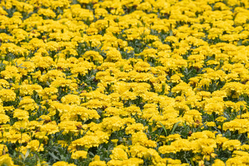 Obraz premium Yellow chrysanthemum flowers