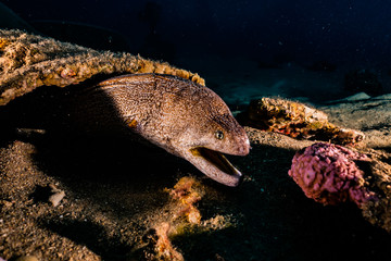 Moray eel Mooray lycodontis undulatus in the Red Sea, eilat israel