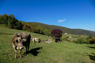 brown cow animal in front of mountain landscape