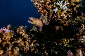 Moray eel Mooray lycodontis undulatus in the Red Sea, eilat israel