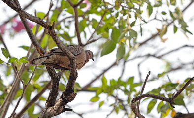 Close up Spotted Dove Perched on Branch Isolated on Background
