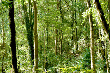 Fototapeta premium Environment of trees in evergreen rainforest