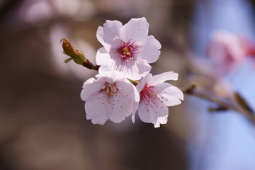 news of the arrival of spring