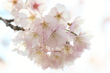 Cherry blossom bouquet