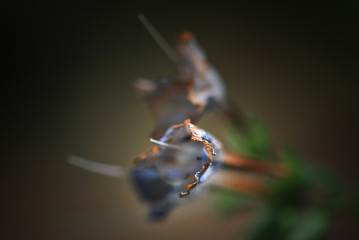 Withering Flower