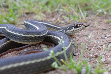 California Striped Racer Snake (Coluber lateralis)