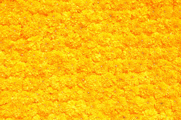 Marigold flower decorative on wall, flowery texture on floral floor, flowery pattern background, yellow marigold flower background, yellow marigold flower floor, yellow flowery texture, flowerer plant