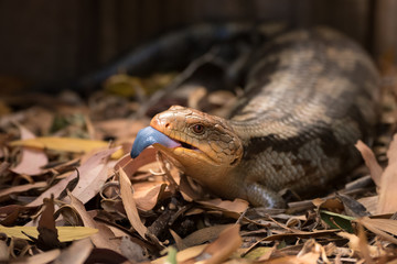 Blue tongued lizard with tongue sticking out.