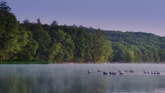Geese swimming across lake Lake at dawn