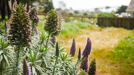 Purple flowers in the Garden